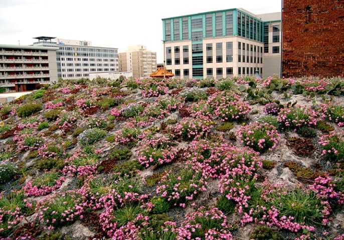 The colorful blooms of Silene caroliniana gave ASLA’s green roof a burst of color at the beginning of spring. Photo courtesy American Society of Landscape Architects.